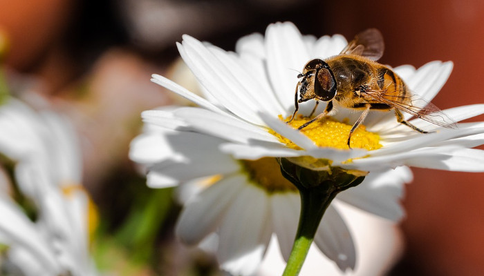 Ape che impollina un fiore