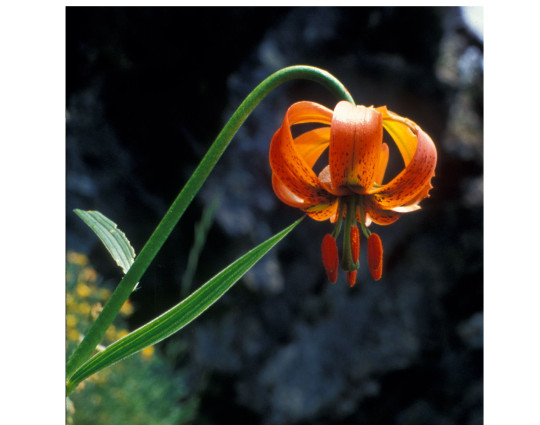 Lilium carniolicum.jpg